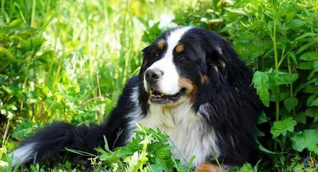 狗狗生病了知道自己找草药吃，给自己治病？你知道为什么吗？