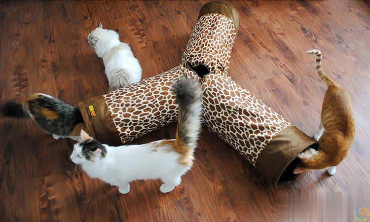 喵星人爱不释手的玩具盘点，元老级猫奴推荐，我家猫咪都玩不腻！