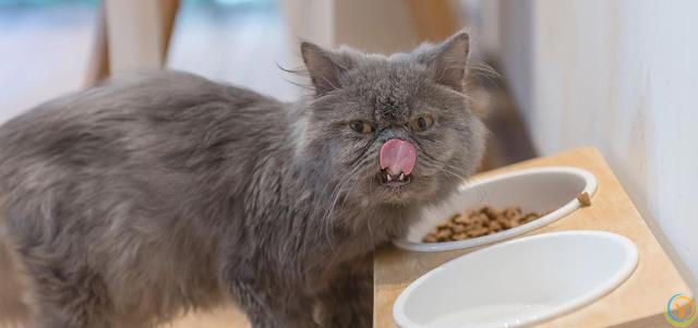 如何根据猫咪的体型选择合适的猫粮？看完这篇可以少走弯路~