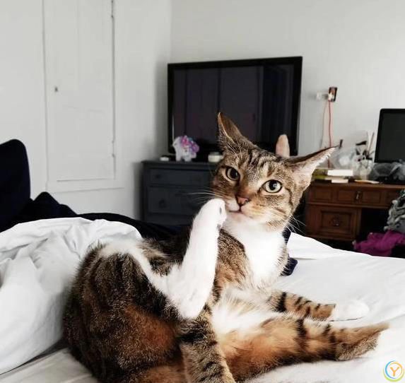 猫咪摔跤装没事，偷吃被抓舔爪子，它们真会掩饰尴尬？