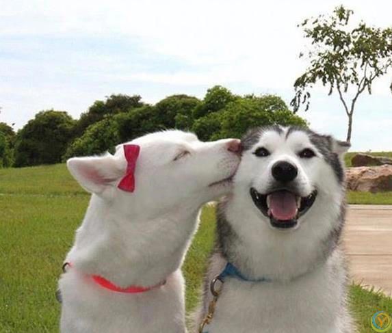 狗狗咧嘴笑得萌，主人却吓出一身汗？真相没你想得简单