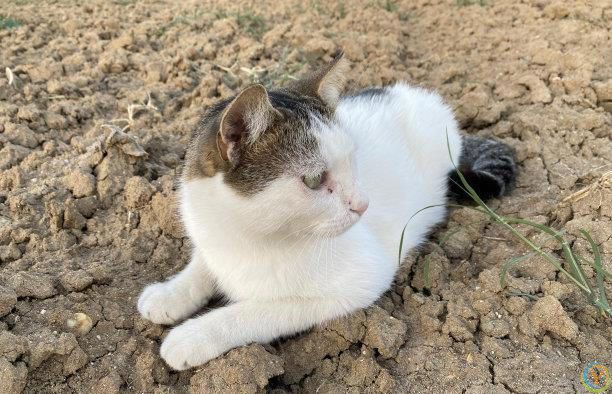 忠诚的宠物：如何与它们建立深厚的关系？