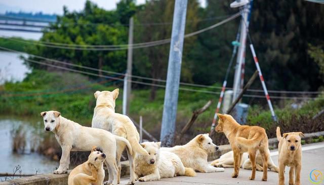 公认“最有灵性”的7种狗，养过的人都说好！