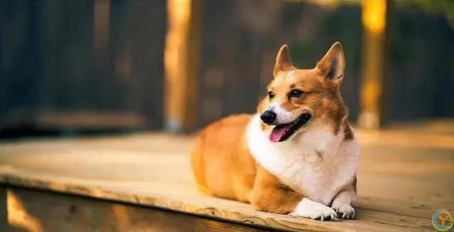 狗狗最爱这5件事，你家宝贝想要啥？