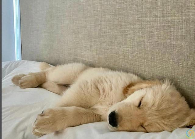 狗狗的睡姿大揭秘：看它睡哪，就知道它有多爱你！
