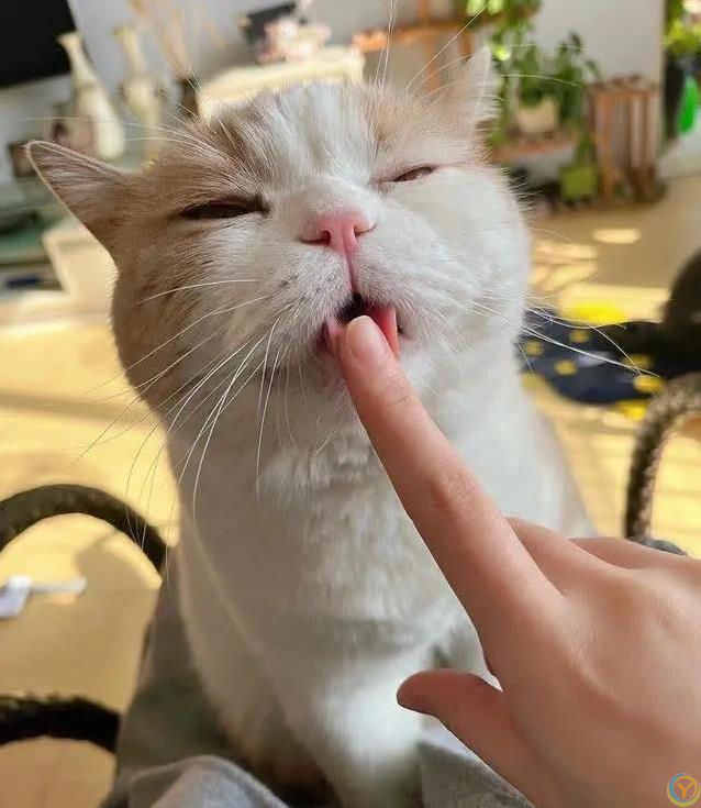 猫咪犯错躲角落偷瞄你，6种道歉方式，你家猫中几招？