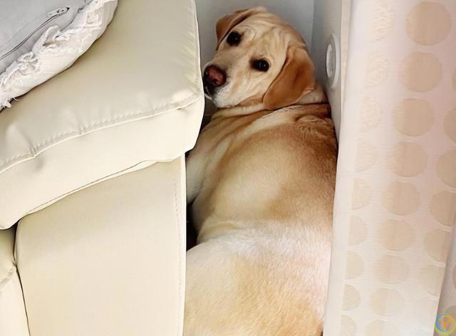 狗狗的睡姿大揭秘：看它睡哪，就知道它有多爱你！