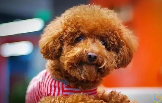 公认“最有灵性”的7种狗，养过的人都说好！