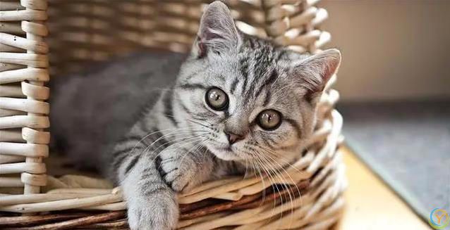 猫咪爱蹭腿藏3个秘密，你家猫在跟你说啥？