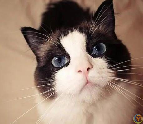 原来猫咪&ldquo;鼻吻&rdquo;主人，有这几种意思，宠主千万不要拒绝它哦