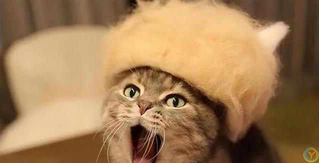 猫咪犯错躲角落偷瞄你，6种道歉方式，你家猫中几招？