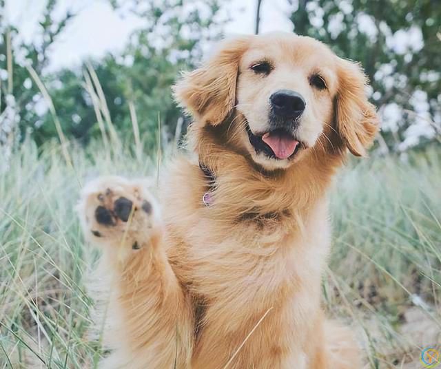 公认“最有灵性”的7种狗，养过的人都说好！