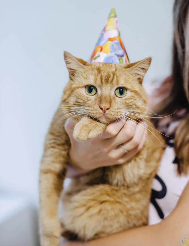 猫咪“喜欢”上床睡的8个原因，不是它怕冷，真正原因你知道吗