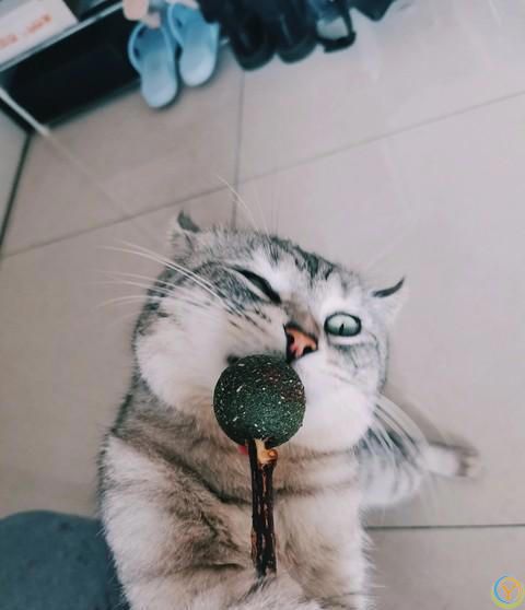 猫咪为什么对猫薄荷如此上瘾