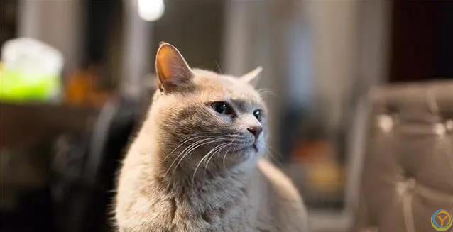 猫咪爱蹭腿藏3个秘密，你家猫在跟你说啥？