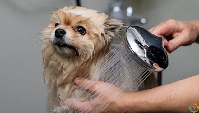 狗狗洗澡的那些事儿：爱洗澡与讨厌洗澡的背后原因