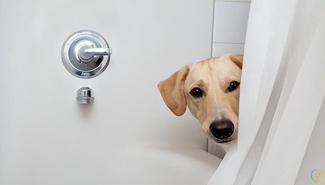 狗狗洗澡的那些事儿：爱洗澡与讨厌洗澡的背后原因