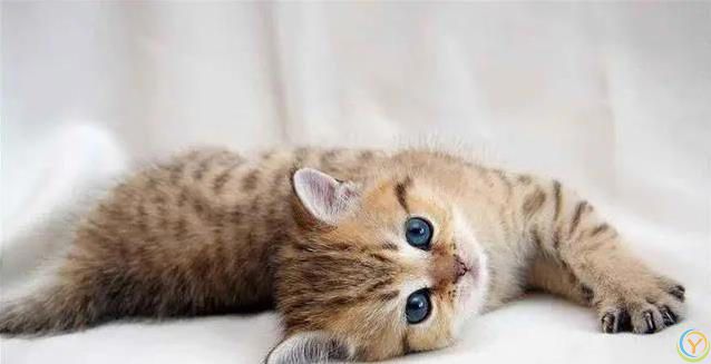 猫咪爱蹭腿藏3个秘密，你家猫在跟你说啥？