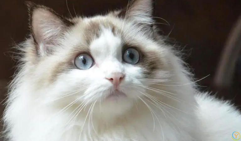 原来猫咪“鼻吻”主人，有这几种意思，宠主千万不要拒绝它哦