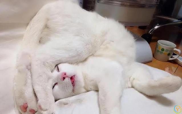 猫咪睡姿藏秘密，认你为主的信号，你家猫中了几种？