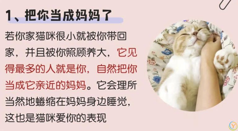 猫咪“喜欢”上床睡的8个原因，不是它怕冷，真正原因你知道吗