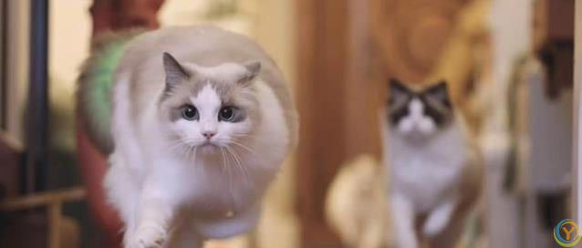 猫咪满屋跑酷为哪般？8种怪动作揭秘，你家猫中了几招？