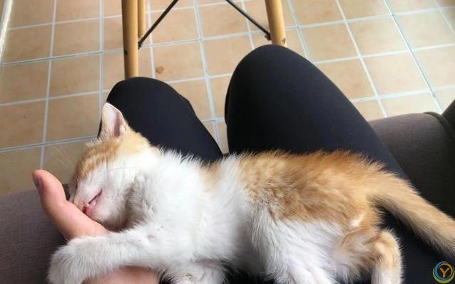 猫咪睡姿藏秘密，认你为主的信号，你家猫中了几种？