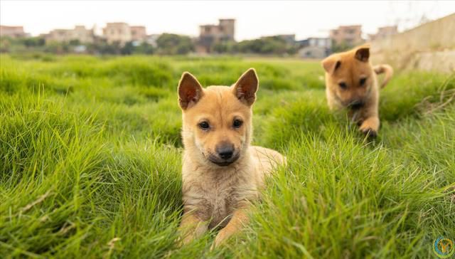 把土狗养成高级犬是一种怎样的体验？