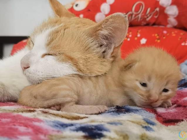 小猫睡觉姿势太离谱，半夜偷看笑翻了，谁家猫这么会整活？