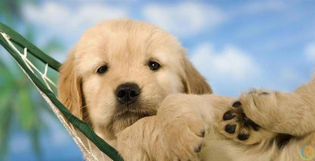 新狗到家不听喊？四招让它秒认名字！