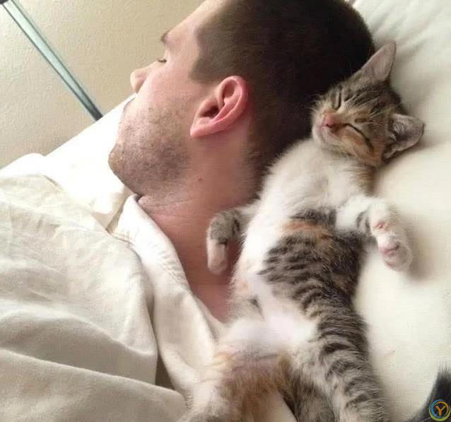 猫咪睡姿藏秘密，认你为主的信号，你家猫中了几种？