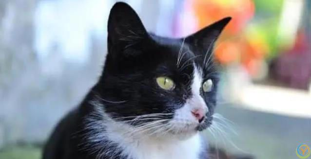 猫妈妈生崽后态度大变，小猫长大却被嫌弃，真相藏在野性里