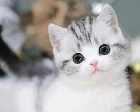 布偶猫用爪子“扒拉你”，有6种含义，快来了解一下吧？