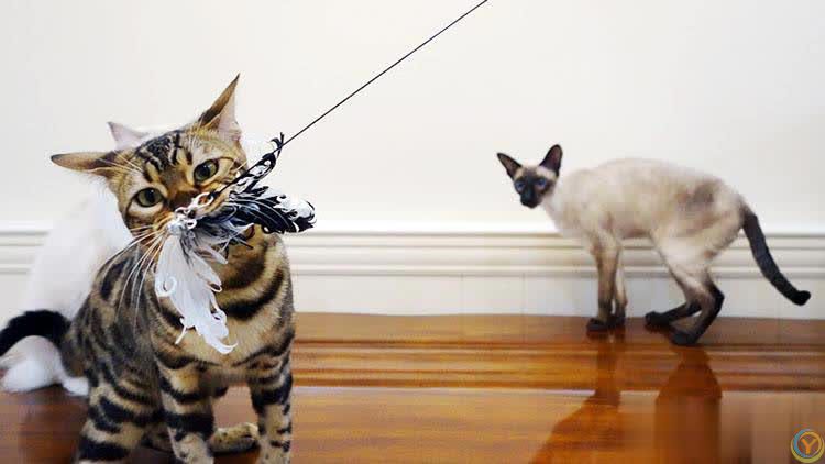 猫咪玩具大盘点：***猫奴推荐，让喵星人爱不释爪！