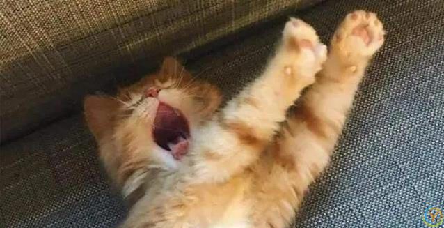 猫妈妈生崽后态度大变，小猫长大却被嫌弃，真相藏在野性里