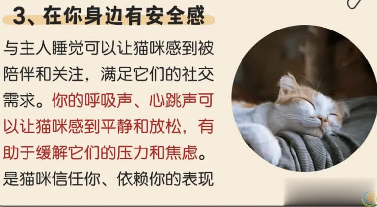 猫咪“喜欢”上床睡的8个原因，不是它怕冷，真正原因你知道吗