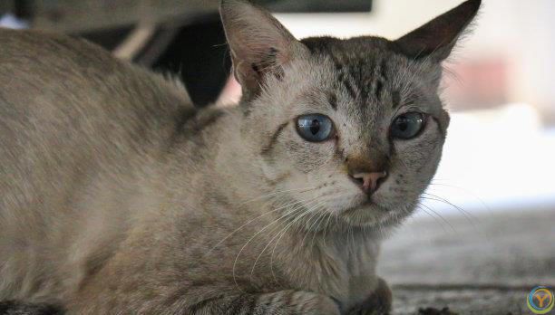 忠诚的宠物：如何与它们建立深厚的关系？