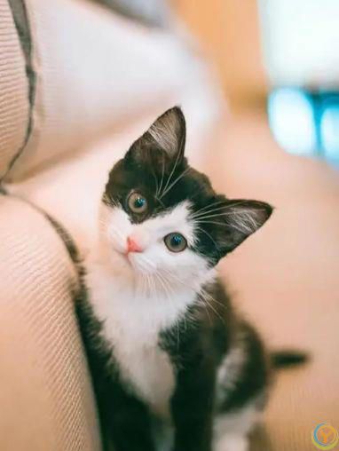 原来猫咪“鼻吻”主人，有这几种意思，宠主千万不要拒绝它哦