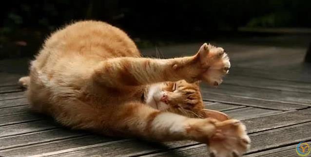 猫咪睡姿藏秘密，认你为主的信号，你家猫中了几种？