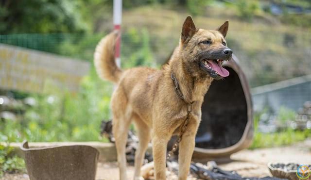 公认“最有灵性”的7种狗，养过的人都说好！