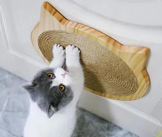 猫咪满屋跑酷为哪般？8种怪动作揭秘，你家猫中了几招？