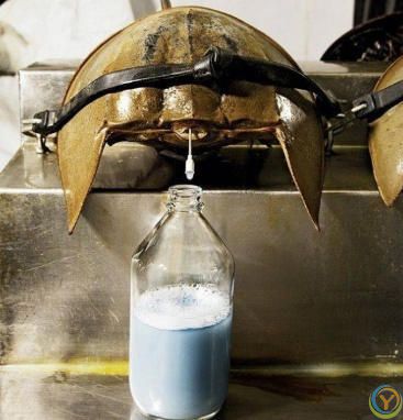 植物为何是绿色？血液为何是红色？蓝血生物在现实世界中存在吗？