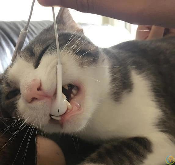 猫咪疯狂啃数据线，铲屎官气炸，4招让它乖乖听话？