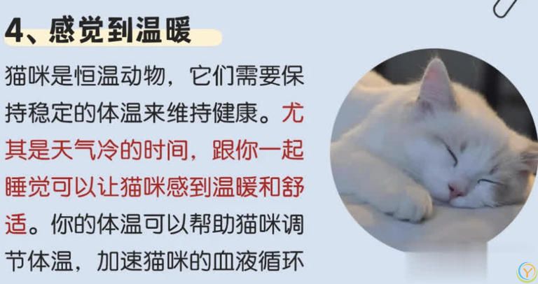 猫咪“喜欢”上床睡的8个原因，不是它怕冷，真正原因你知道吗