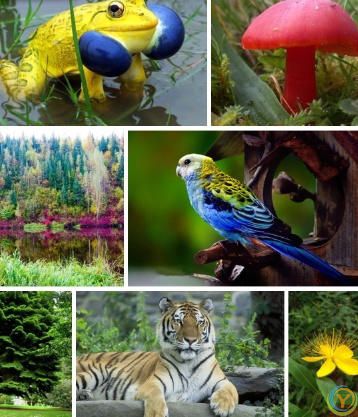 植物为何是绿色？血液为何是红色？蓝血生物在现实世界中存在吗？