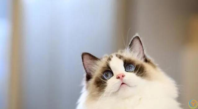 小猫球球被送奶奶家，名字喊错心烦意乱，减肥之路却意外开启