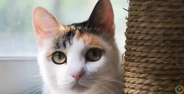 猫妈妈生崽后态度大变，小猫长大却被嫌弃，真相藏在野性里