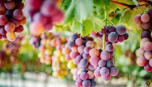 适合夏天吃的五种水果，养肝补血，来挑选自己喜欢的吧！