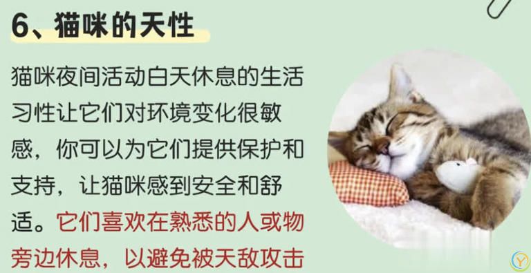 猫咪“喜欢”上床睡的8个原因，不是它怕冷，真正原因你知道吗