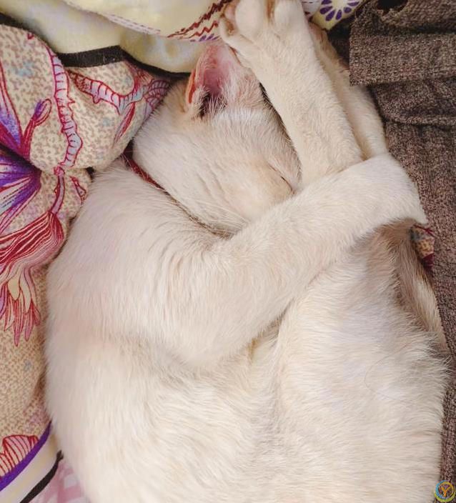 小猫睡觉姿势太离谱，半夜偷看笑翻了，谁家猫这么会整活？